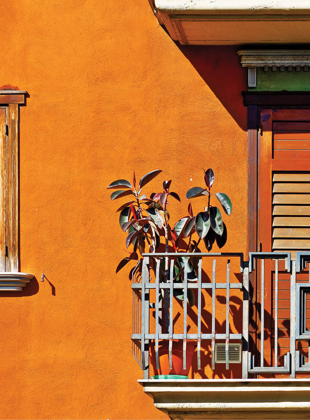 Rubber Plant on the Balcony of the Italian Home