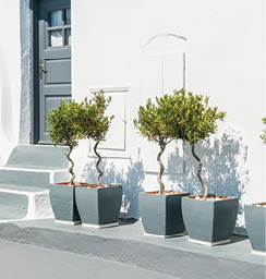 Decorative trees on the street in Fira town  White architecture on Santorini island, Greece  