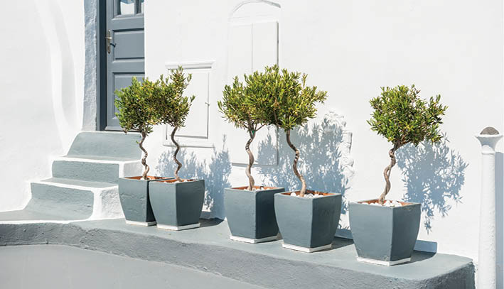 Decorative trees on the street in Fira town  White architecture on Santorini island, Greece  