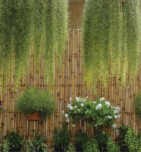 The views beautiful wall bamboo decoration  ornamental tree for gardening concept ,Thailand 2021