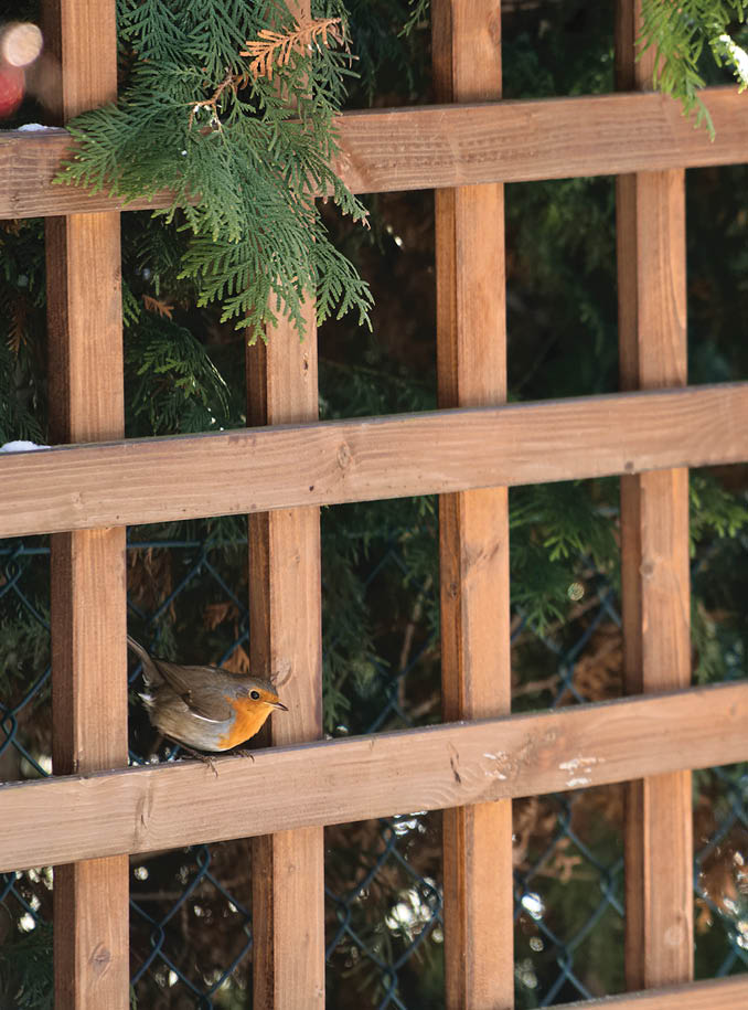 robin sits on a wooden garden pergola 
