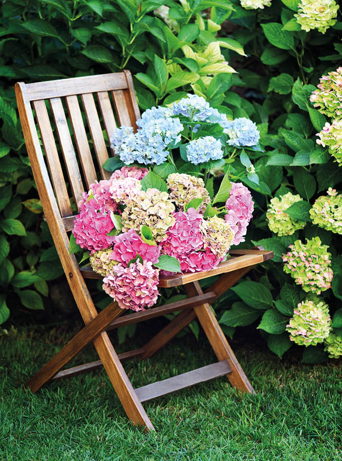 Wooden chair and beautiful hydrangea flowers in the garden