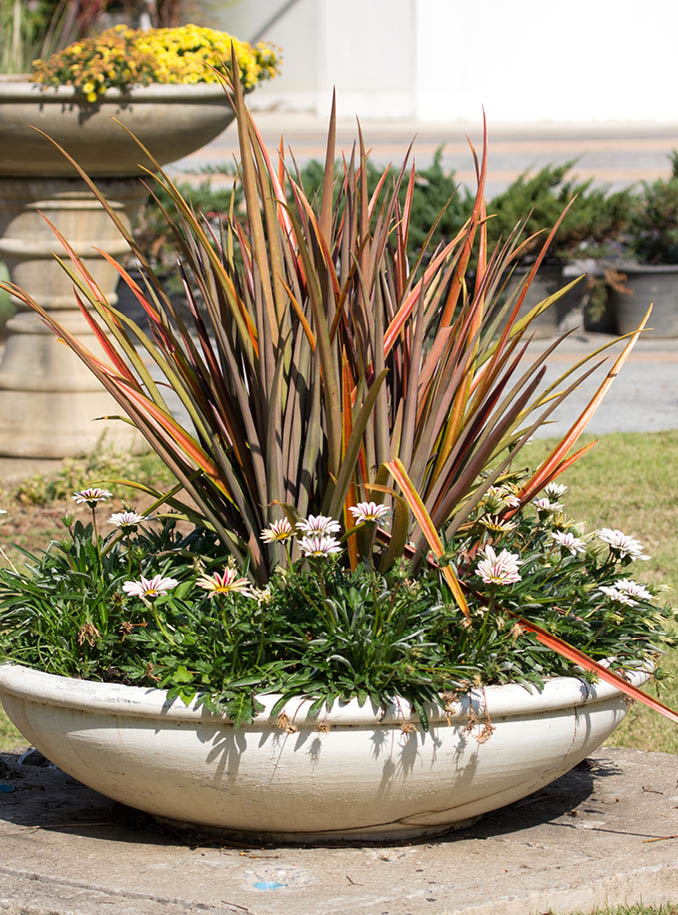 potted plant on garden outdoor