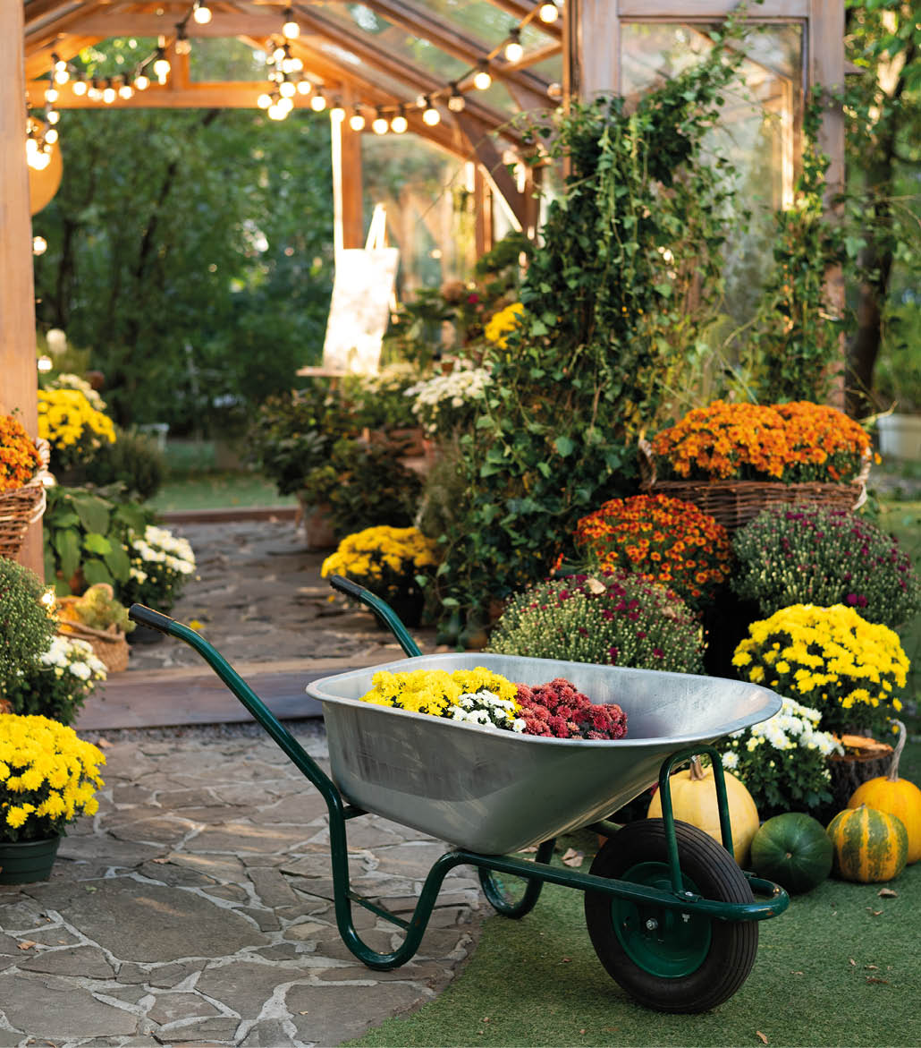 Autumn garden scene with a wheelbarrow filled with flowers, surrounded by colorful plants, near a wooden greenhouse