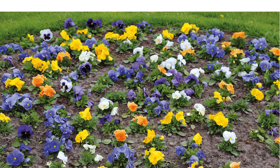 Pansy - popular cultivated viola with flowers in rich colors. Spring field.