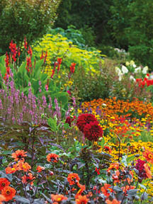 Stunning, colourful mixed flower border at Wisley garden, Surrey UK. The extensive flower beds have mainly perennial plants growing in them.