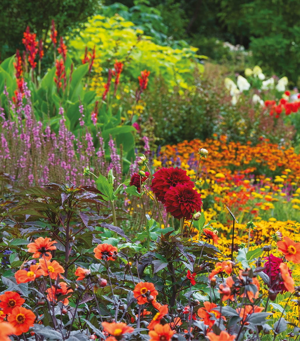 Stunning, colourful mixed flower border at Wisley garden, Surrey UK. The extensive flower beds have mainly perennial plants growing in them.
