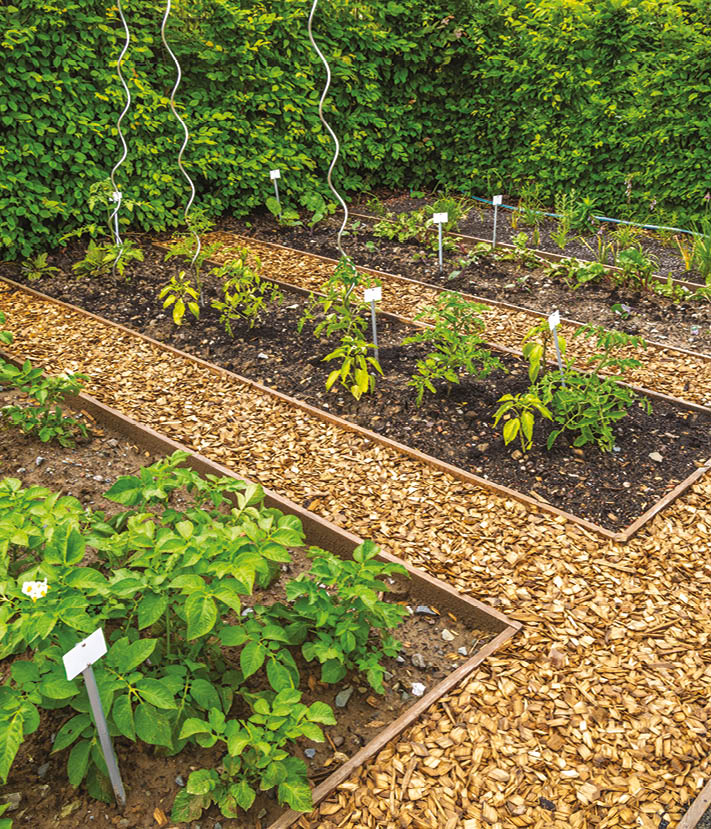 Well-maintained vegetable garden with young plants and wood chip pathways