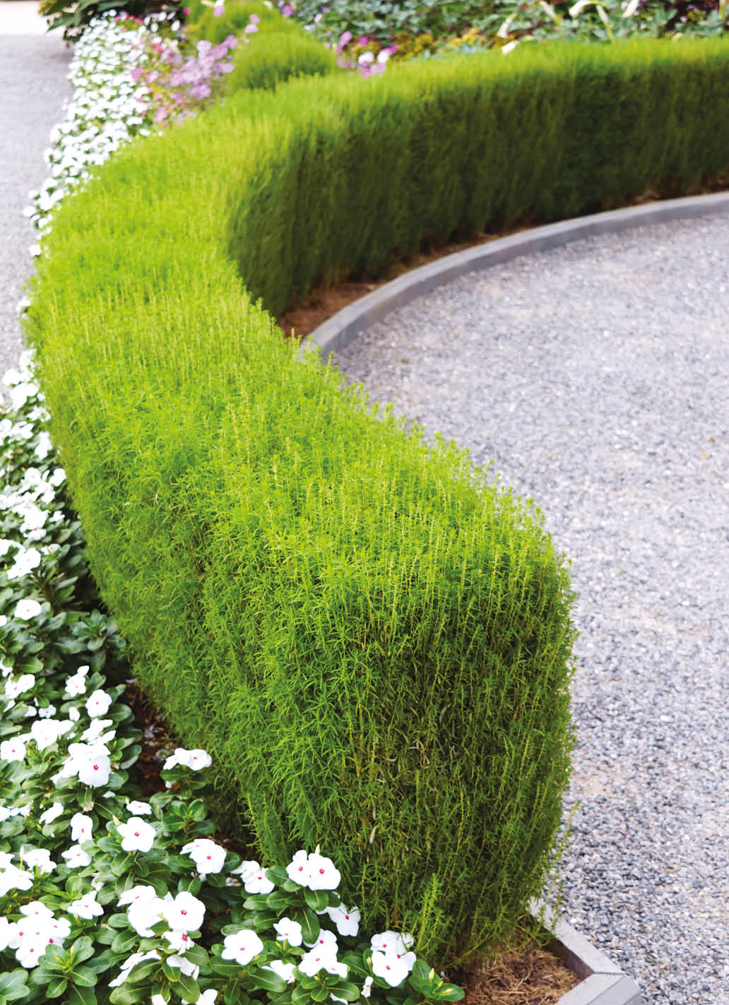 Beautiful design of the yard. Blooming flower beds and hedges. Flowers and ornamental shrubs in the yard.